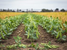 Low-angle view of an organic farm field with pea and rice plants and hints of chia seed growth representing plant-based protein sources.